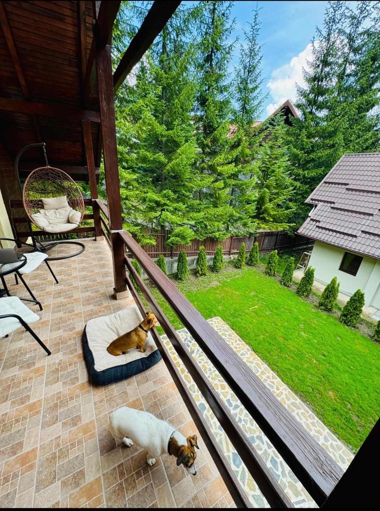 Ollie'S Mountain Chalet Buşteni Zewnętrze zdjęcie